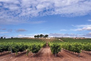 greener wine spain agriculture climate solutions&co Solutions&Co solutions and co sparknews cop21