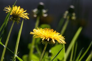 Russian Dandelion_Dandelion CREDIT Pixabay_Stux-min