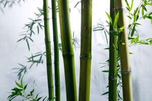 Zhejiang Xinzhou_Bamboo Plant CREDIT Yicai Global-min