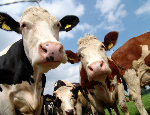 Dairy and beef cattle release nearly 10 percent of human-induced greenhouse gases into the atmosphere, according to FAO - Credits: Agolin