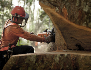 Amata uses satellite imagery to identify and select which trees can be cut down with the smallest possible impact, and barcode-labels the logs to inform buyers about the wood’s precise initial location. - Credits: Amata