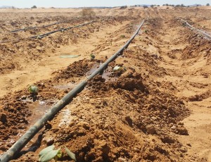 Souss-Massa was the first region in Morocco and northern Africa to use weather station technology for irrigation - Credits: Sabrina Belhouari