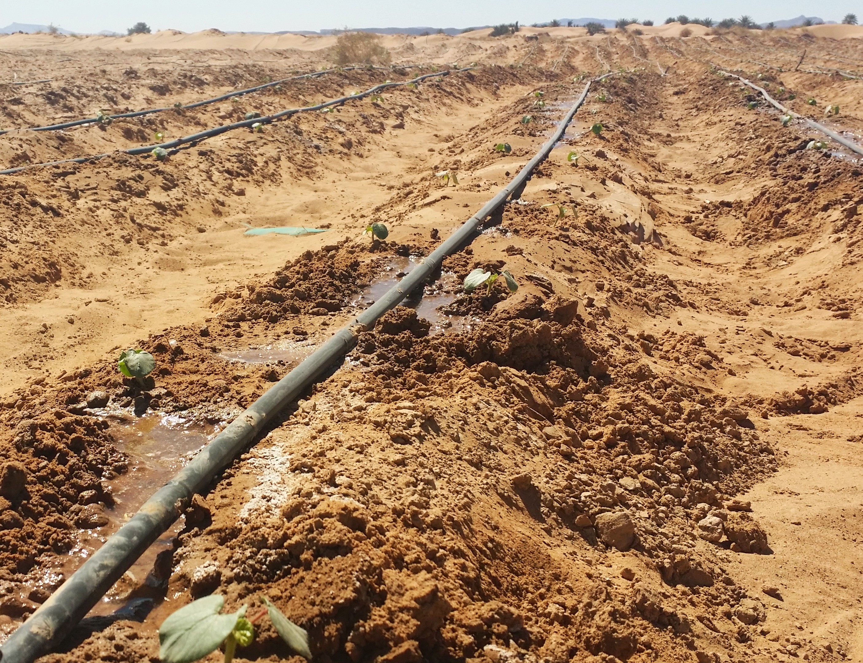 Morocco’s irrigation revolution