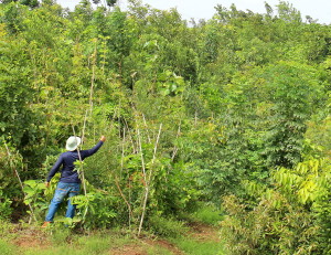 An 18-month-old forest at Shankarpalli in Telangana, in southern India, spread out over 40,000 square metres. About 120, 000 saplings were planted between June 2015 and December 2015. More than 40 species belong to the Potential Native Vegetation (PNV) of the region - Credits: Afforestt