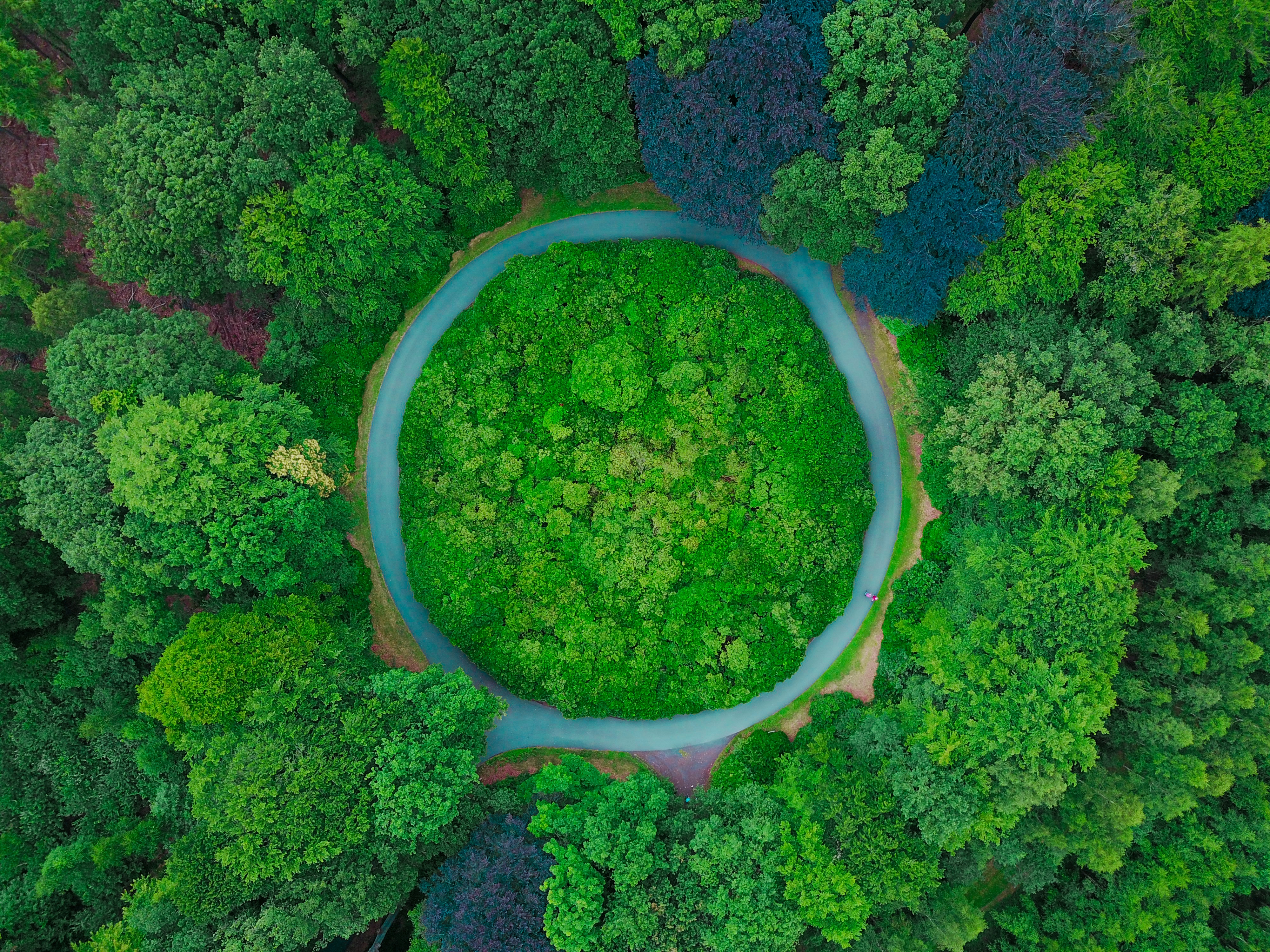 Forest of near Bruges (Belgium) - Credits: Thomas Lambert, Unsplash