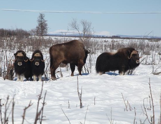 Bisons and musk ox live together in harmony in the Pleistocene Park - Credits: Pleistocene Park